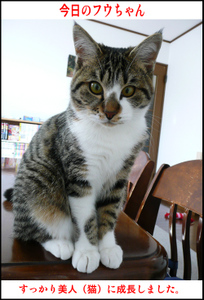 �����̃t�E�����