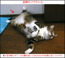 �ߍ��̃t�E�����