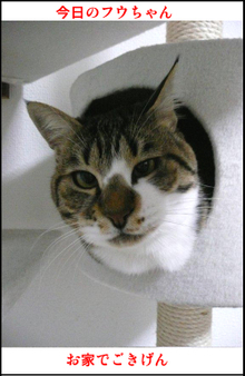 �����̃t�E�����