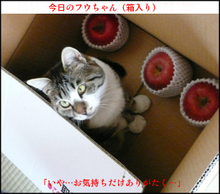 �t�E�����