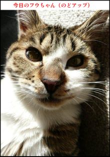 �t�E�����