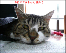 �t�E�����