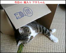 �t�E�����