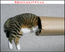 �t�E�����