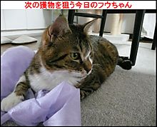 �t�E�����