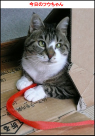 �����̃t�E�����