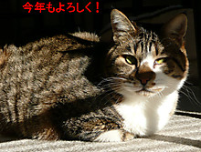 ���N����낵���I�ȃt�E�����