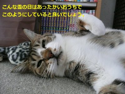 �t�E�����̋���