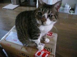 �_���{�[���̉���